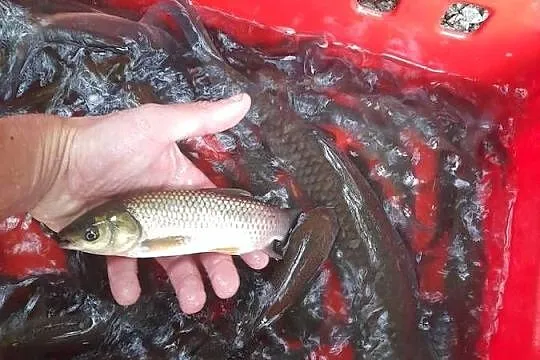 Ryby narybek Lina karasia karpia jesiotra Amura tołpyga, Wielkopolskie, Słupca