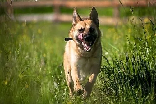 Lunes niecierpliwie czeka na swego Człowieka,  świ