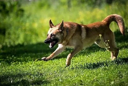 Lunes niecierpliwie czeka na swego Człowieka,  świ
