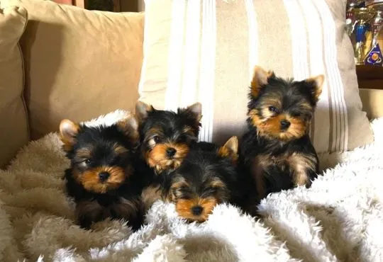 Urocze szczenięta yorkshire terrier do adopcji e-mail:.. {{amandinelisa01@gmail.com}}