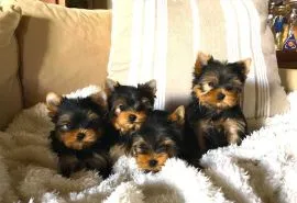 Urocze szczenięta yorkshire terrier do adopcji e-mail:.. {{amandinelisa01@gmail.com}}