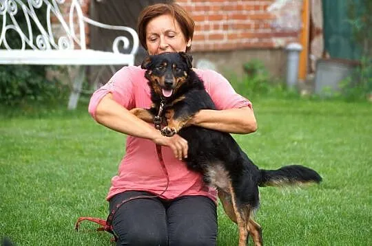 Niewielki, wesoły Loluś, przyjazny i towarzyski ps