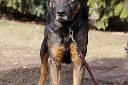 Chcesz Rena?,  kujawsko-pomorskie Bydgoszcz