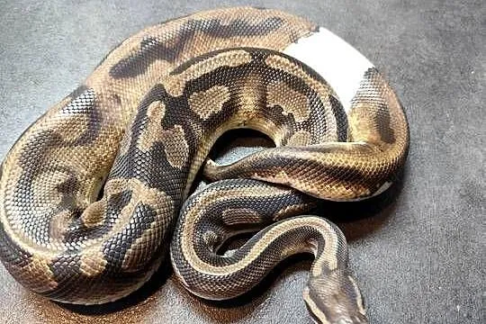 Pyton królewski samiec Piebald