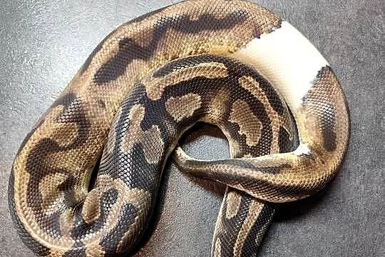 Pyton królewski samiec Piebald, Mazowieckie, Pruszków