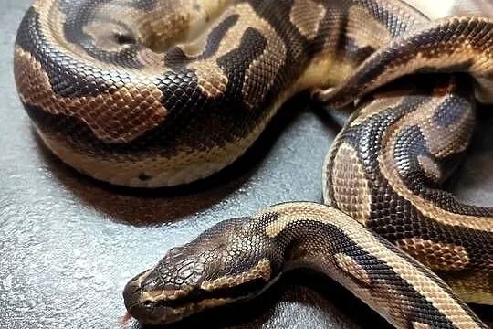 Pyton królewski samiec Piebald, Mazowieckie, Pruszków