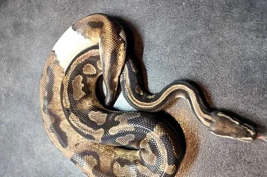 Pyton królewski samiec Piebald, Mazowieckie, Pruszków