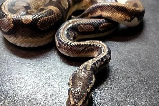 Pyton królewski samiec Piebald, Mazowieckie, Pruszków