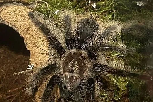 ptasznik z terrarium