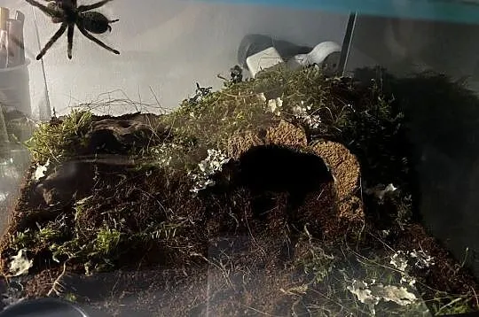 ptasznik z terrarium, Śląskie, Katowice