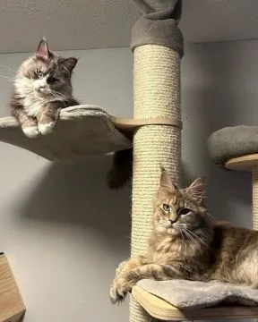 Kocieta Maine. Coon... e-mail z aktualizacjami: {{legowikanna7@gmail.com}}, , Krasków