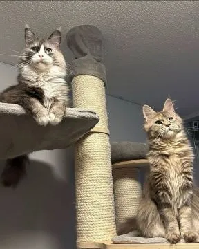 Kocieta Maine. Coon... e-mail z aktualizacjami: {{legowikanna7@gmail.com}}