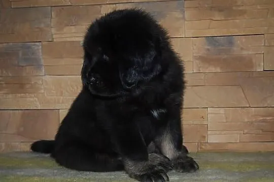 Mastif tybetański szczenięta