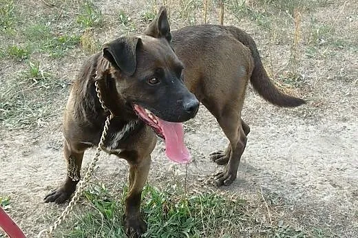 Czekoladowy Sparky poszukuje domu,  Kundelki cała 