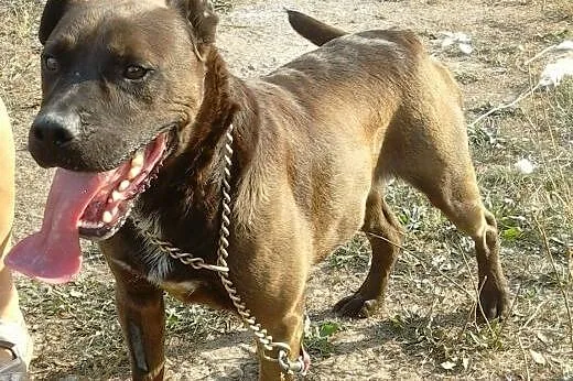 Czekoladowy Sparky poszukuje domu,  Kundelki cała 