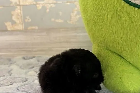 Szpic miniaturowy pomeranian chłopcy, Śląskie, Poniszowice