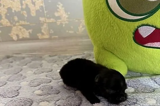 Szpic miniaturowy pomeranian chłopcy, Śląskie, Poniszowice