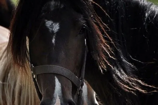 Klacz Welsh Cob sekcja D