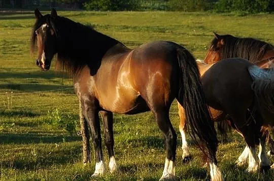 Klacz Welsh Cob sekcja D, , Połczyn-Zdrój