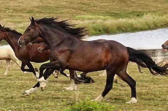 Klacz Welsh Cob sekcja D, , Połczyn-Zdrój