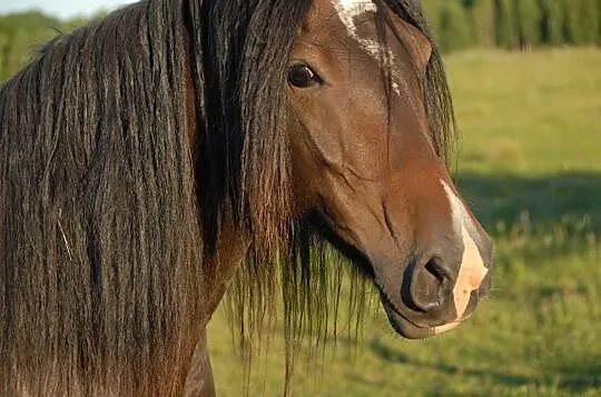 Klacz Welsh Cob sekcja D, , Połczyn-Zdrój