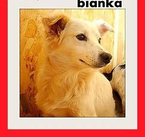 BIANKA, z domu tymczas. wrażliwa suczka.ADOPCJA,