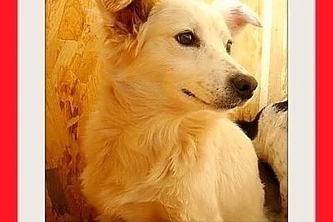 BIANKA, z domu tymczas. wrażliwa suczka.ADOPCJA,  