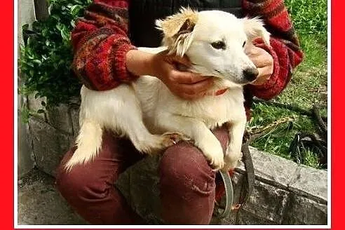 BIANKA, z domu tymczas. wrażliwa suczka.ADOPCJA,  