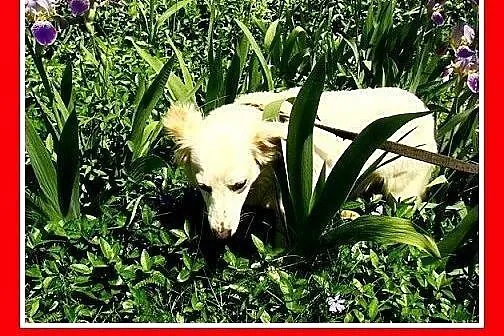 BIANKA, z domu tymczas. wrażliwa suczka.ADOPCJA,  