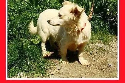 BIANKA, z domu tymczas. wrażliwa suczka.ADOPCJA,  