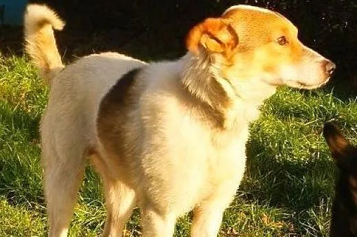 Gumiś - przytulaśny, niesamowity przyjaciel szuka 