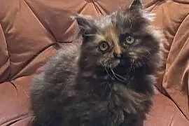 Maine Coon kotka