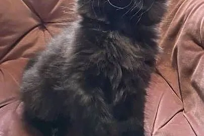 Maine Coon kotka, Świętokrzyskie, Polesie Mikułowskie