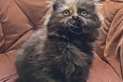 Maine Coon kotka, Świętokrzyskie, Polesie Mikułowskie