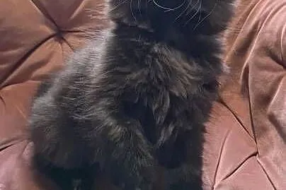 Maine Coon kotka, Świętokrzyskie, Polesie Mikułowskie