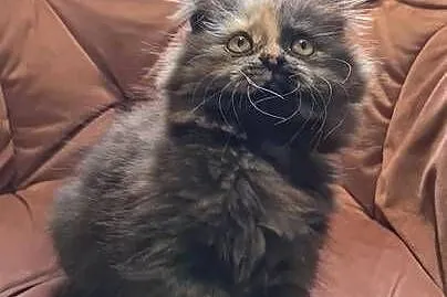 Maine Coon kotka, Świętokrzyskie, Polesie Mikułowskie