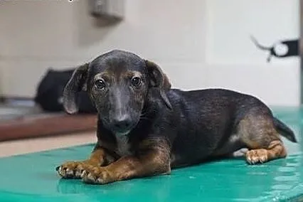 Pippi - 3 miesięczna JAMNISIA do pilnej adopcji!, 