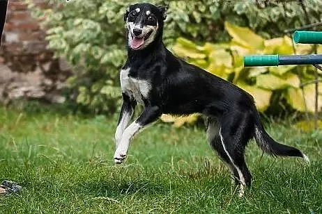 ZORZA - młoda, SKOCZNA i  ZWINNA suczka  do ADOPCJ