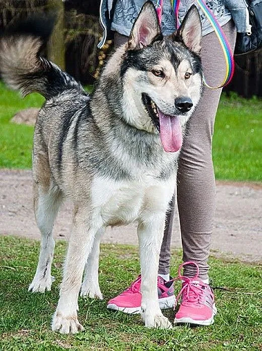 3 - letni Inuk - mix am / sh szuka domu ADOPCJA,