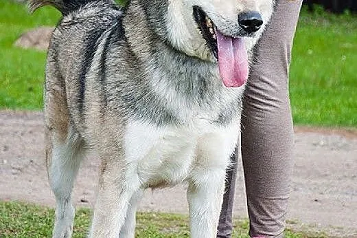 3 - letni Inuk - mix am / sh szuka domu ADOPCJA,  