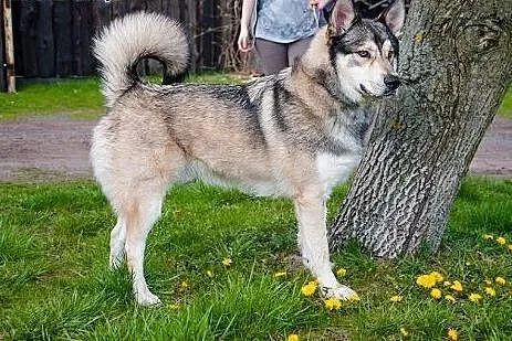3 - letni Inuk - mix am / sh szuka domu ADOPCJA,  