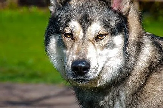 3 - letni Inuk - mix am / sh szuka domu ADOPCJA,  