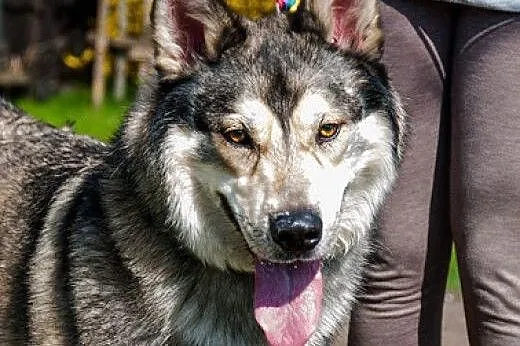 3 - letni Inuk - mix am / sh szuka domu ADOPCJA,  