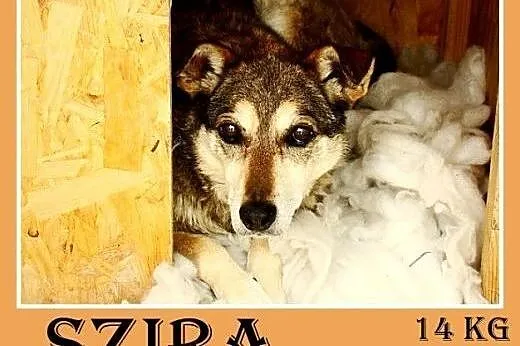 15kg,średnia,łagodna,przyjazna,delikatna suczka SZIRA.Adopcja,  małopolskie Kraków