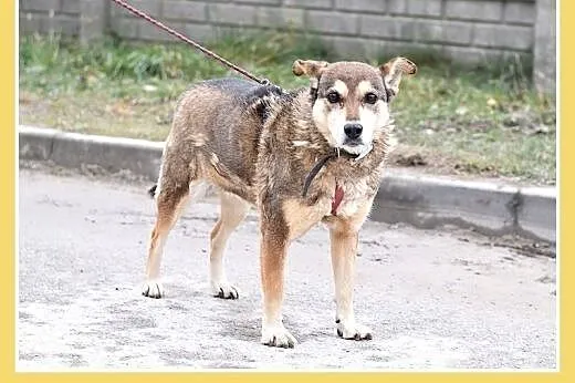 15kg,średnia,łagodna,przyjazna,delikatna suczka SZ