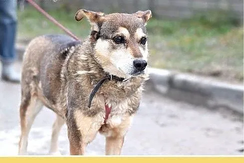 15kg,średnia,łagodna,przyjazna,delikatna suczka SZ
