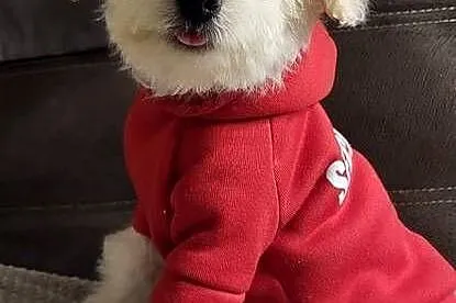 MALTIPOO PIESEK