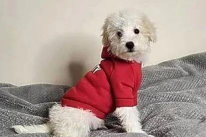 MALTIPOO PIESEK, Świętokrzyskie, Kielce
