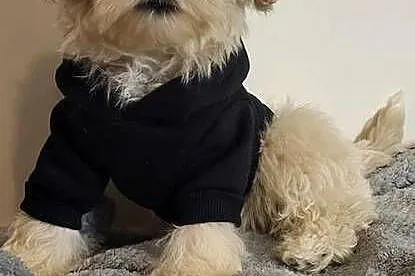 MALTIPOO PIESEK, Świętokrzyskie, Kielce
