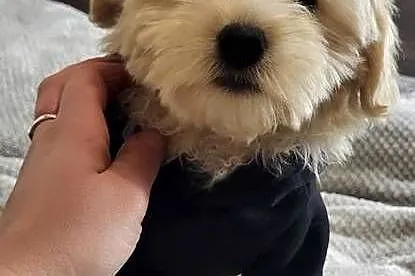 MALTIPOO PIESEK, Świętokrzyskie, Kielce